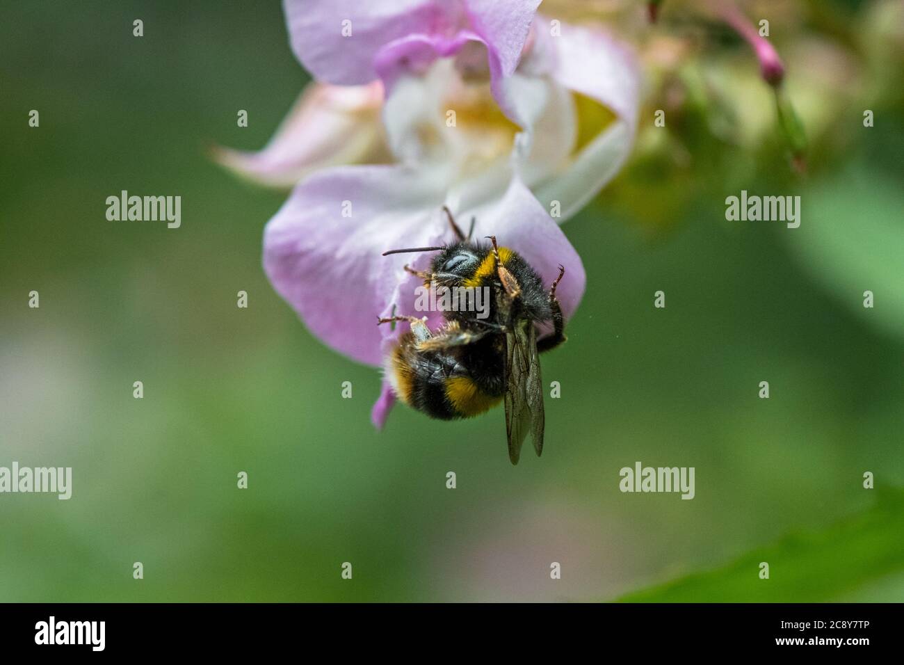 Primo piano del balsamo himalayano piante invasive non native alle isole britanniche impollinate da un'ape di bumble. Foto Stock