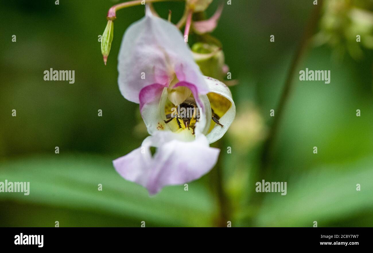 Primo piano del balsamo himalayano piante invasive non native alle isole britanniche impollinate da un'ape di miele. Foto Stock