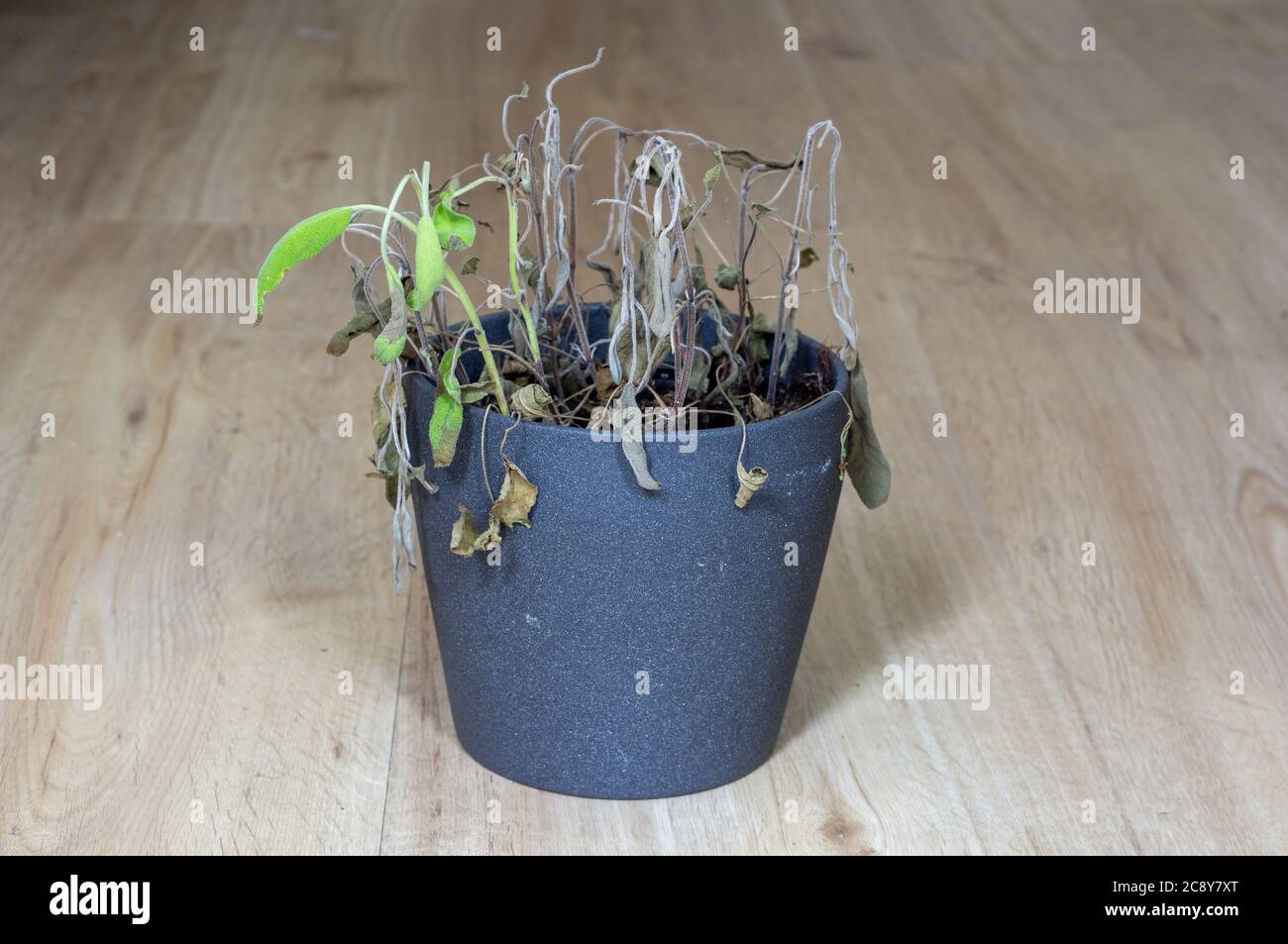 wilted pot plant. dead plant in pot. Salvia. Foto Stock