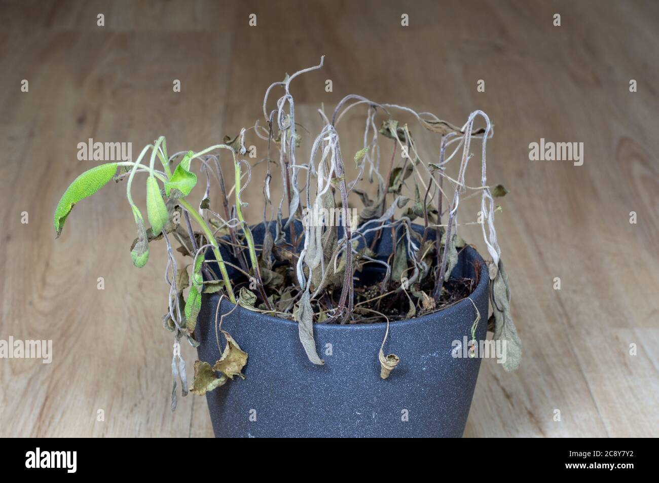 wilted pot plant. dead plant in pot. Salvia. Foto Stock