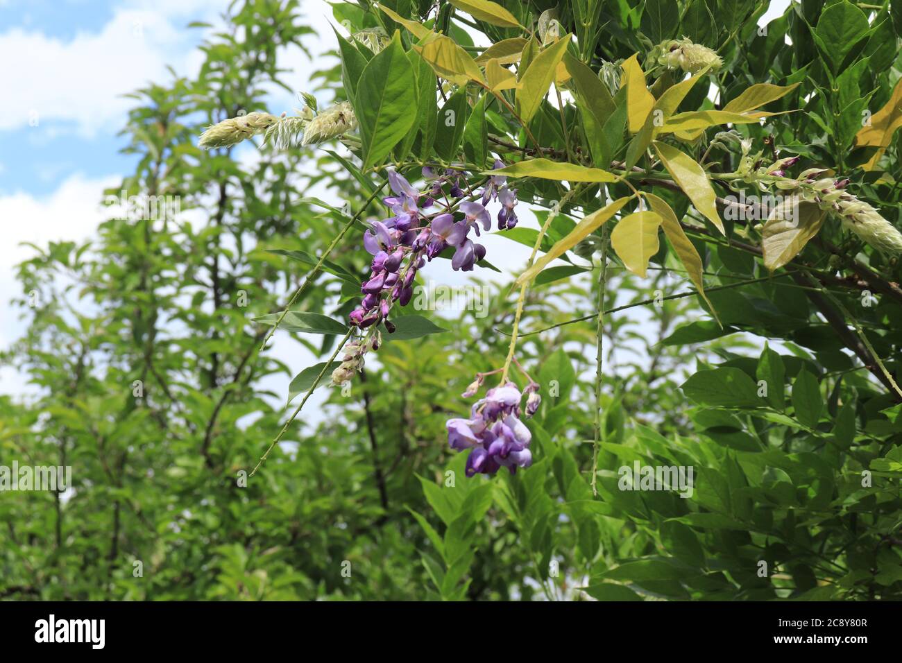 Ramo di robinia viscosa con fiore viola Foto Stock