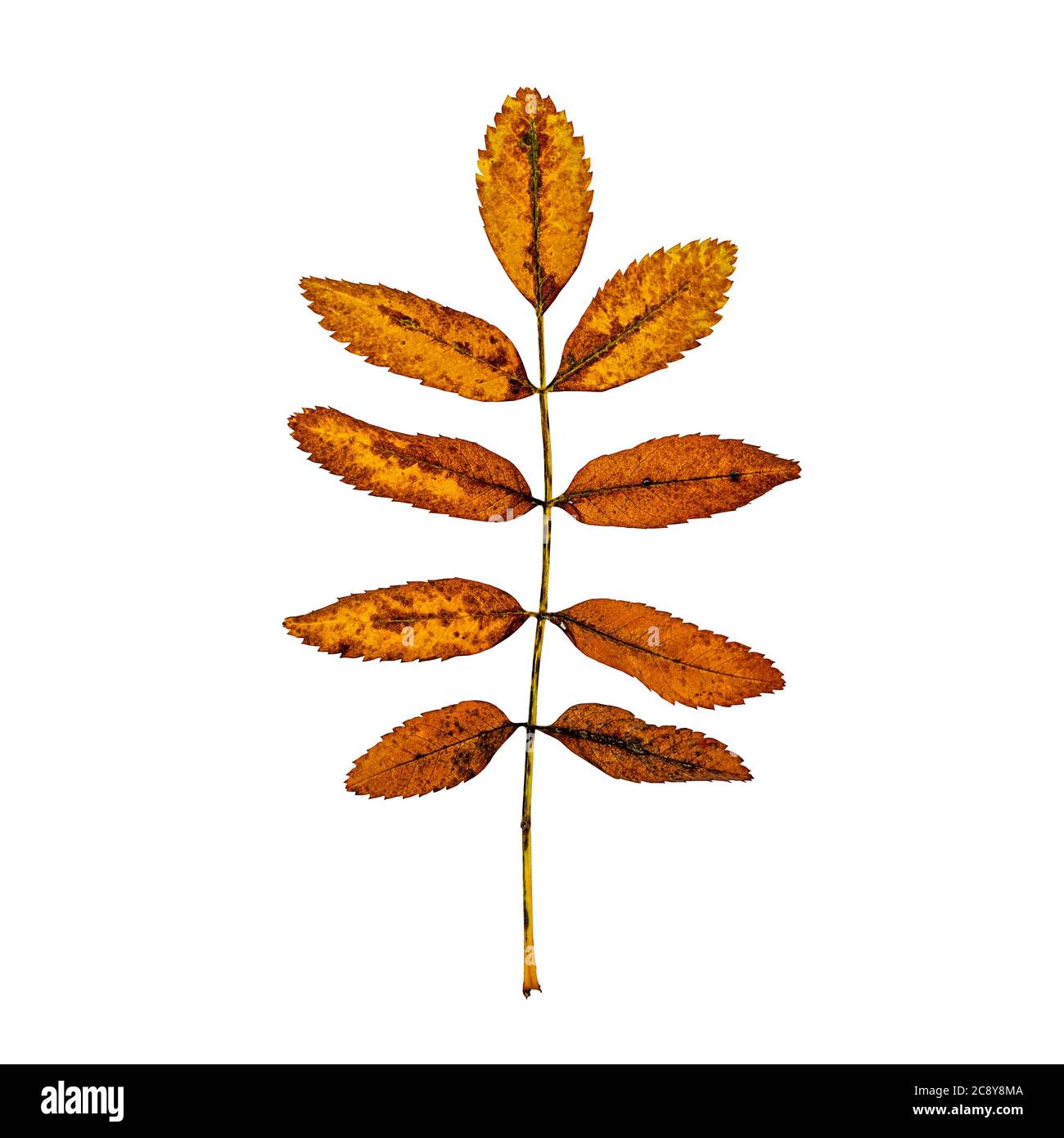 sfondo autunno, foglie belle colorate in colori terrosi Foto Stock