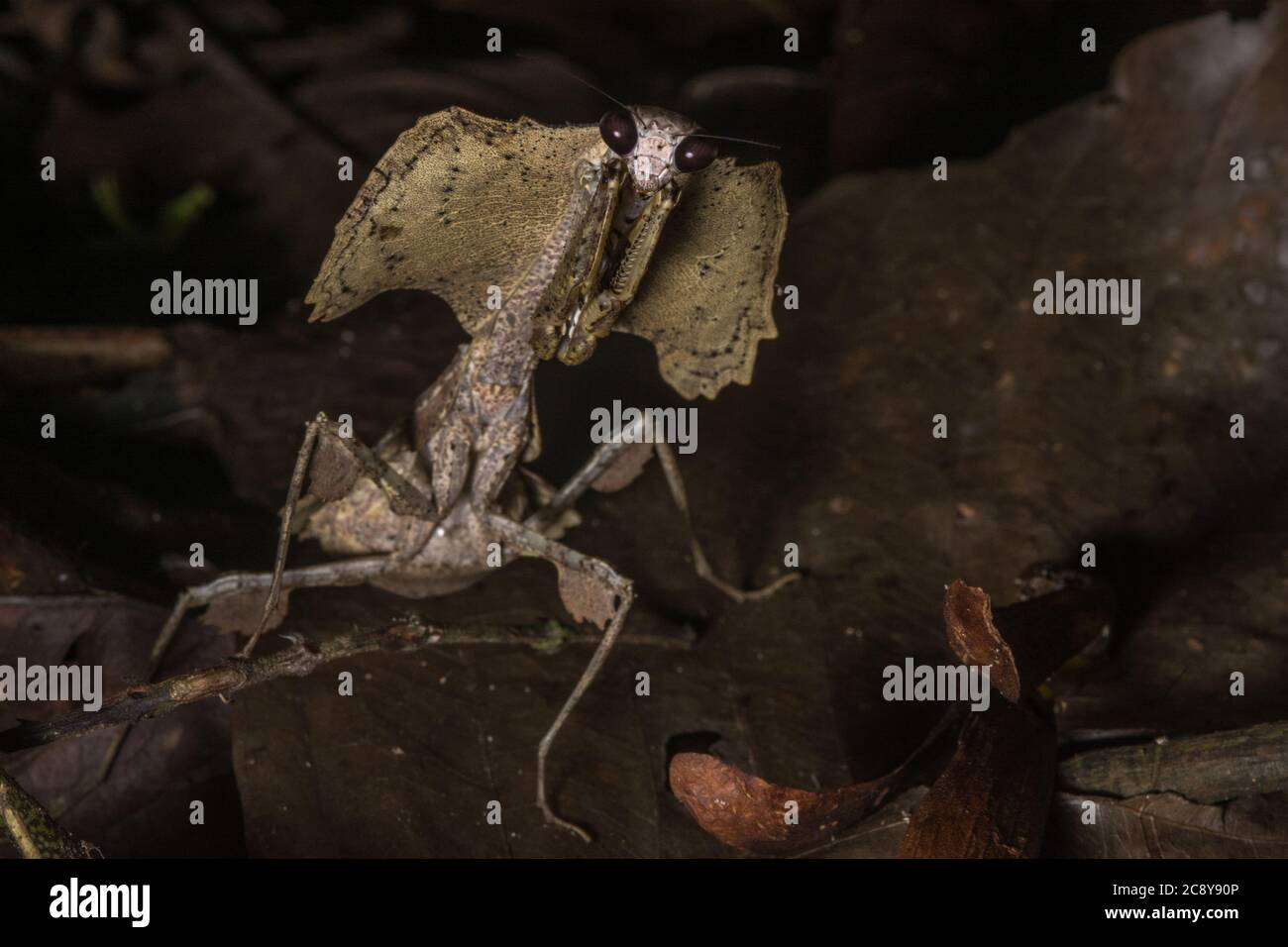 La mantis gigante della foglia morta (Deroplatys essiccata) uno dei mantidi più impressionanti del mondo, questa specie si trova in Borneo. Foto Stock