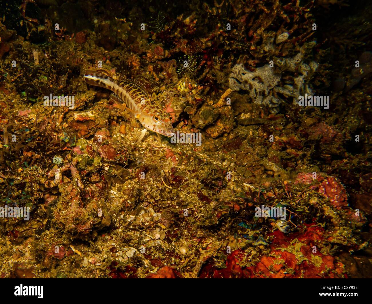 Pesci di gobio o Gobiidae in una barriera corallina tropicale di Puerto Galera, Filippine Foto Stock