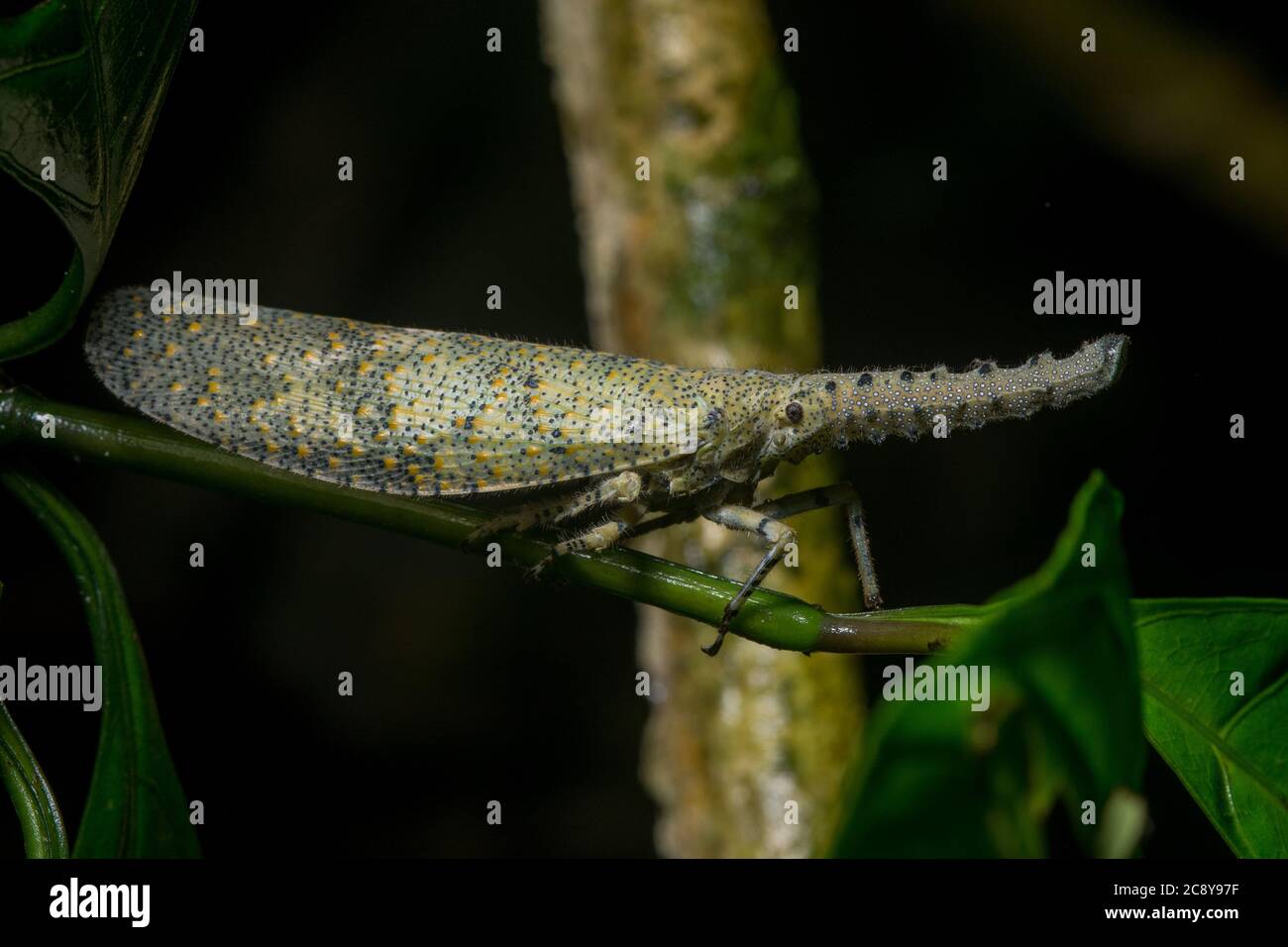 Zanna nobilis, un bug lanterna tropicale della giungla del Borneo Malese. Foto Stock