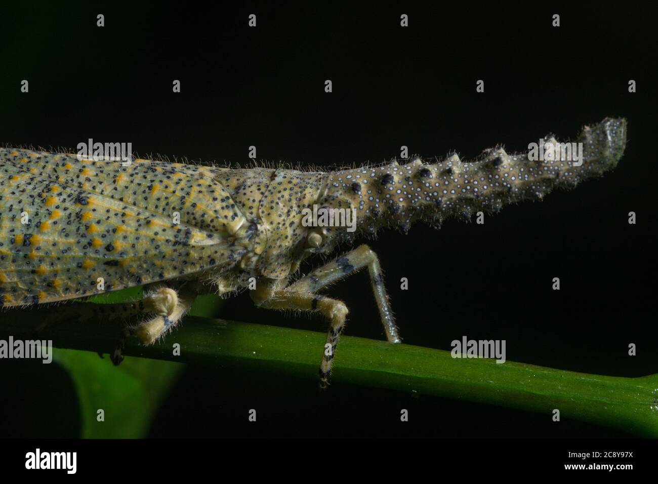 Zanna nobilis, un bug lanterna tropicale della giungla del Borneo Malese. Foto Stock