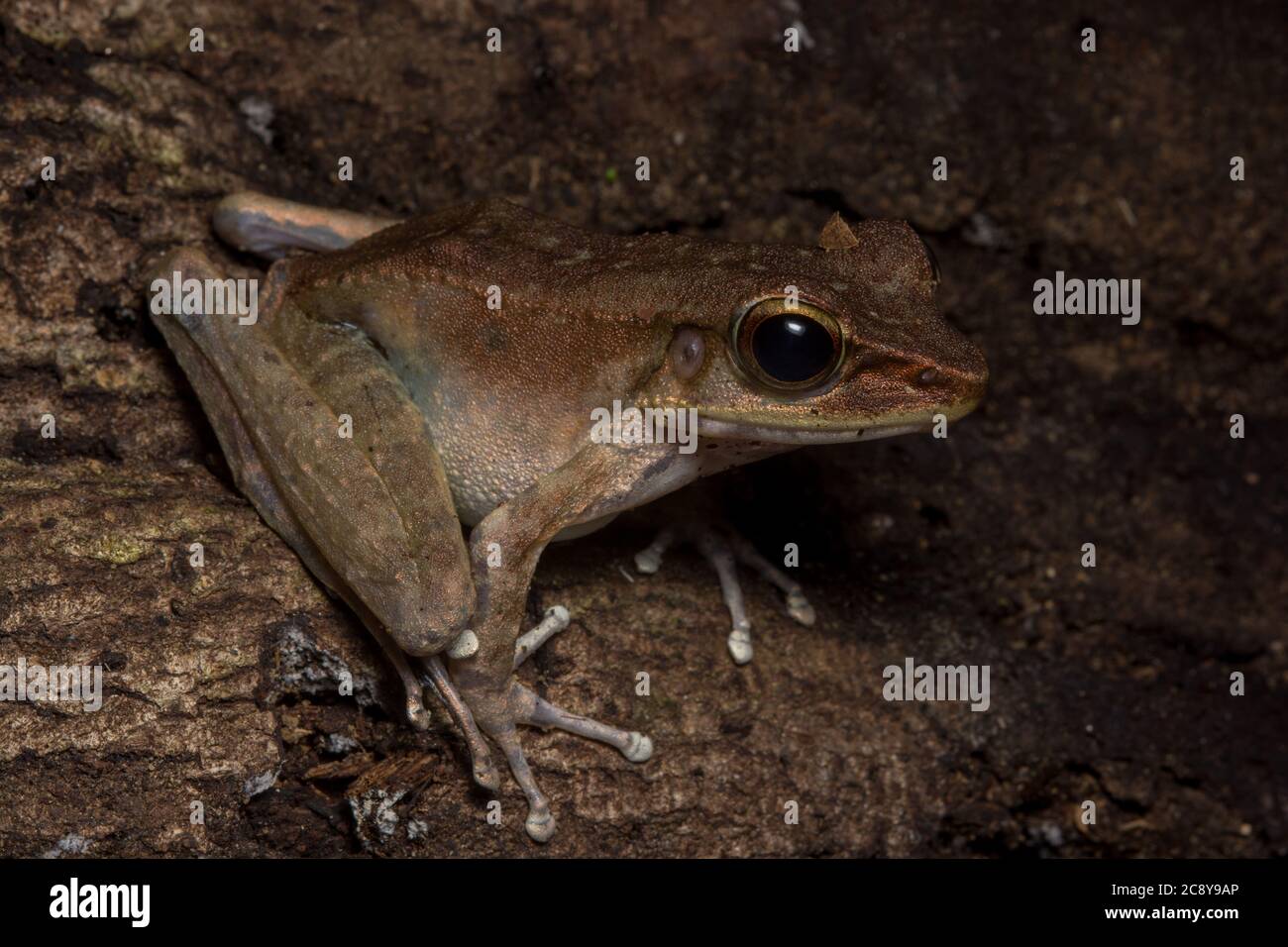 La rana di Borneo di Sabah o la rana di torrent a piedi dusky (Meristogenys orphnocnemis), uno specis di rana in un genere interamente endemic a Borneo. Foto Stock