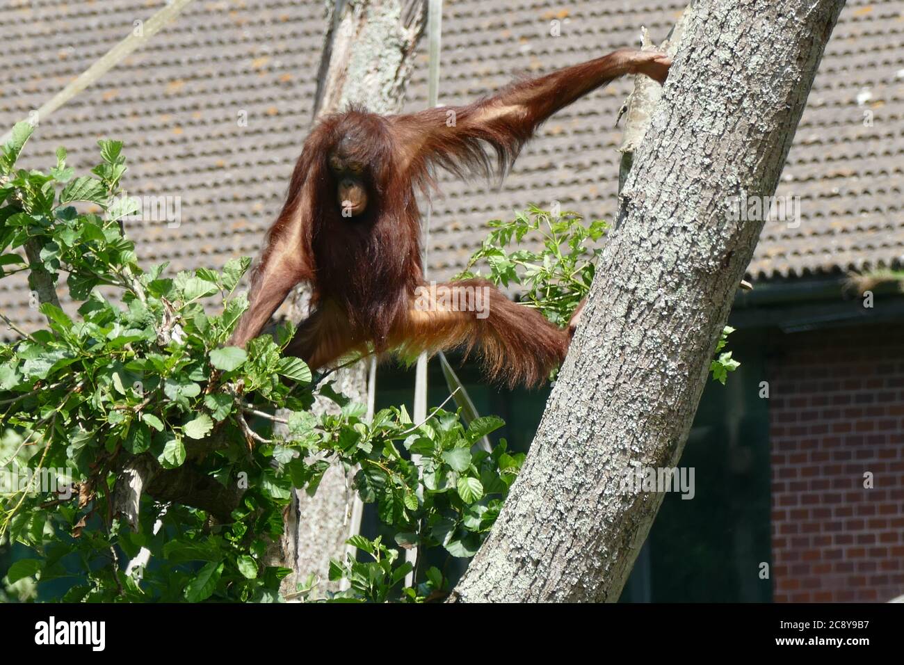 Bornean Orang-utan arrampica su un albero allo zoo di Paignton Foto Stock