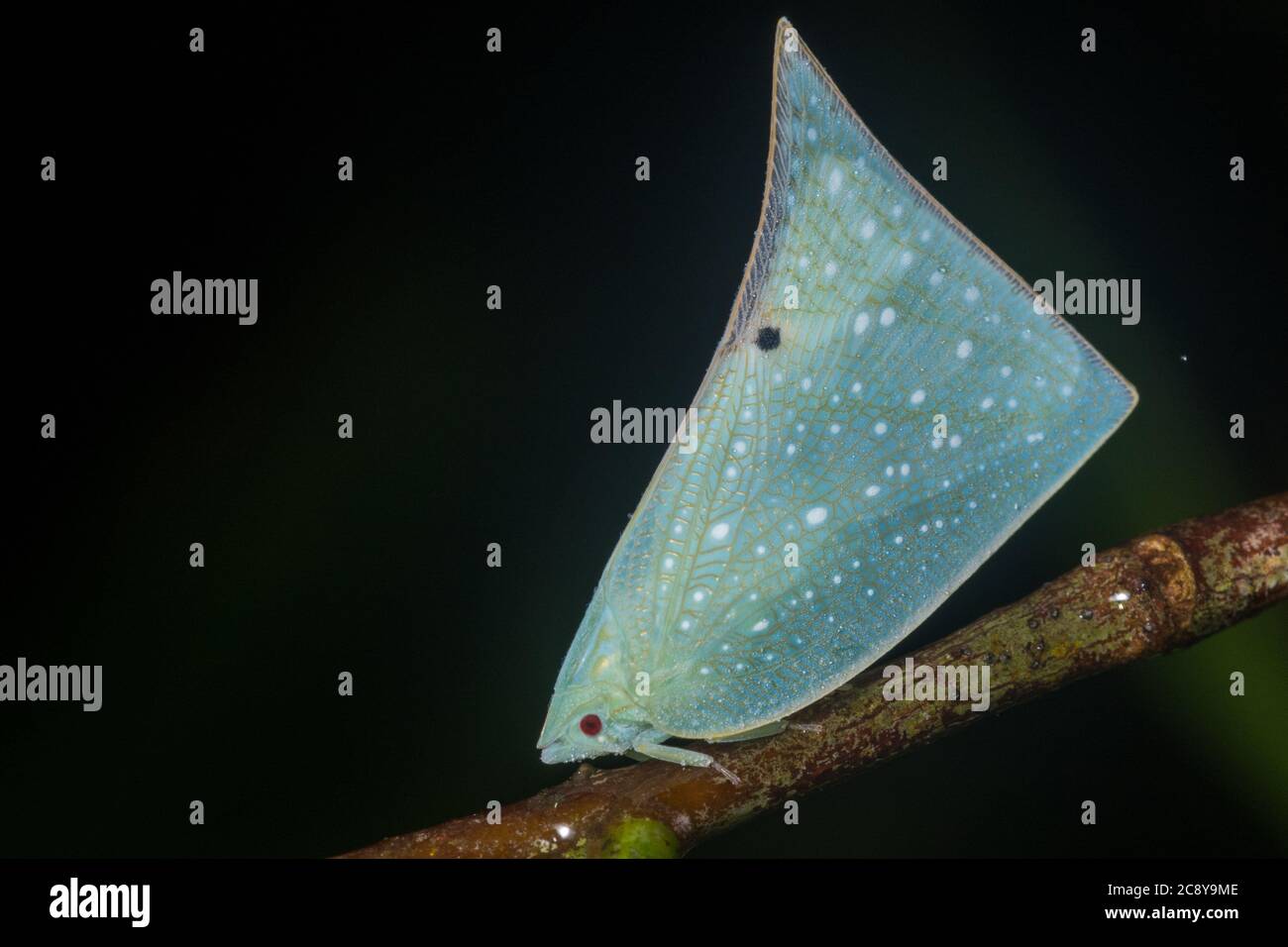 Una macro foto di un plantopper della famiglia flatidae del Borneo tropicale. Un insetto emiptero. Foto Stock