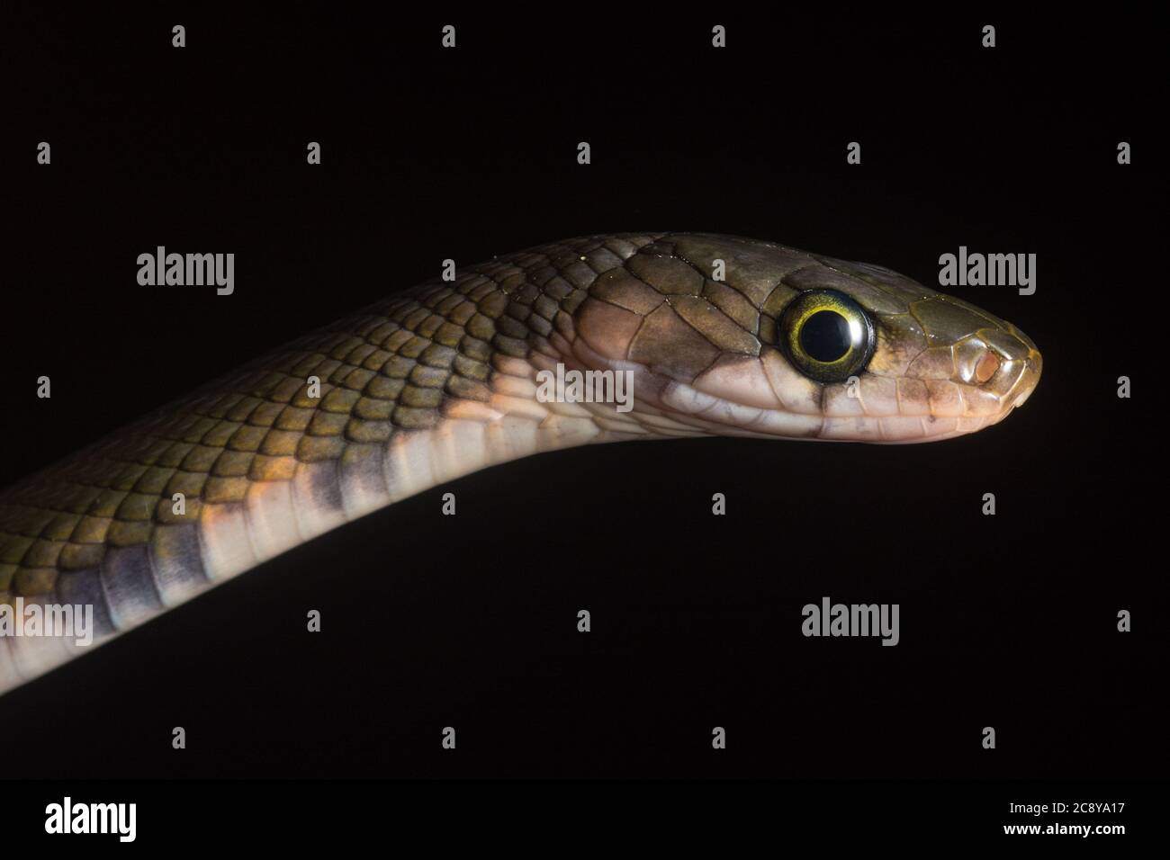 Il pilota malese (Coelognathus flavolineatus) dall'isola di Borneo, anche se sembra intimidire è una specie non venosa di serpente. Foto Stock