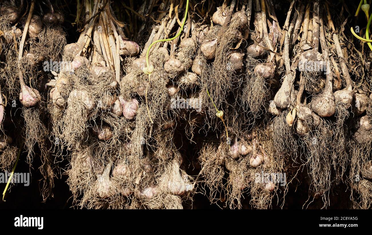 Asciugare l'aglio fresco al sole, fuoco selettivo. Foto Stock