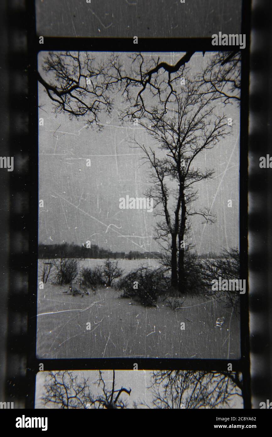 Bella fotografia in bianco e nero d'epoca degli anni '70 di un bosco di vini che sopravvive all'inverno duro e amaro. Foto Stock