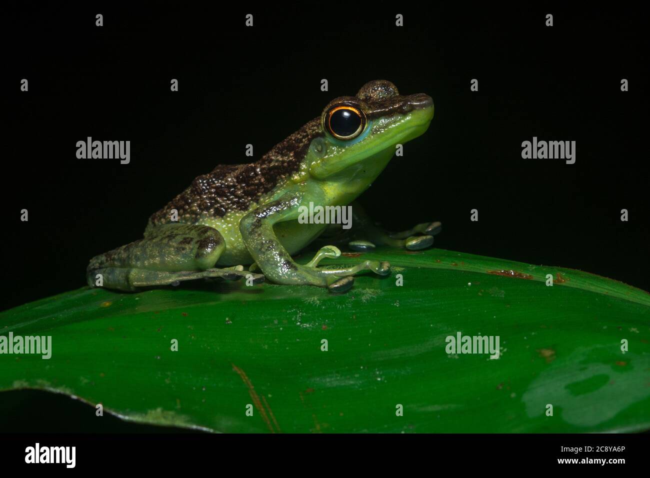 La rana nera macchiata di roccia (Staurois guttatus) dall'isola di Borneo, visto nella zona di conservazione della valle di Danum. Foto Stock