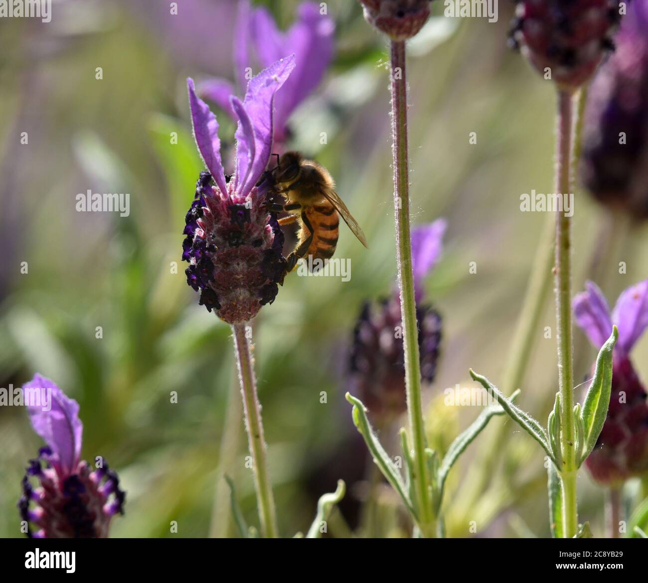 api di miele sull'alimentazione del fiore di lavanda Foto Stock
