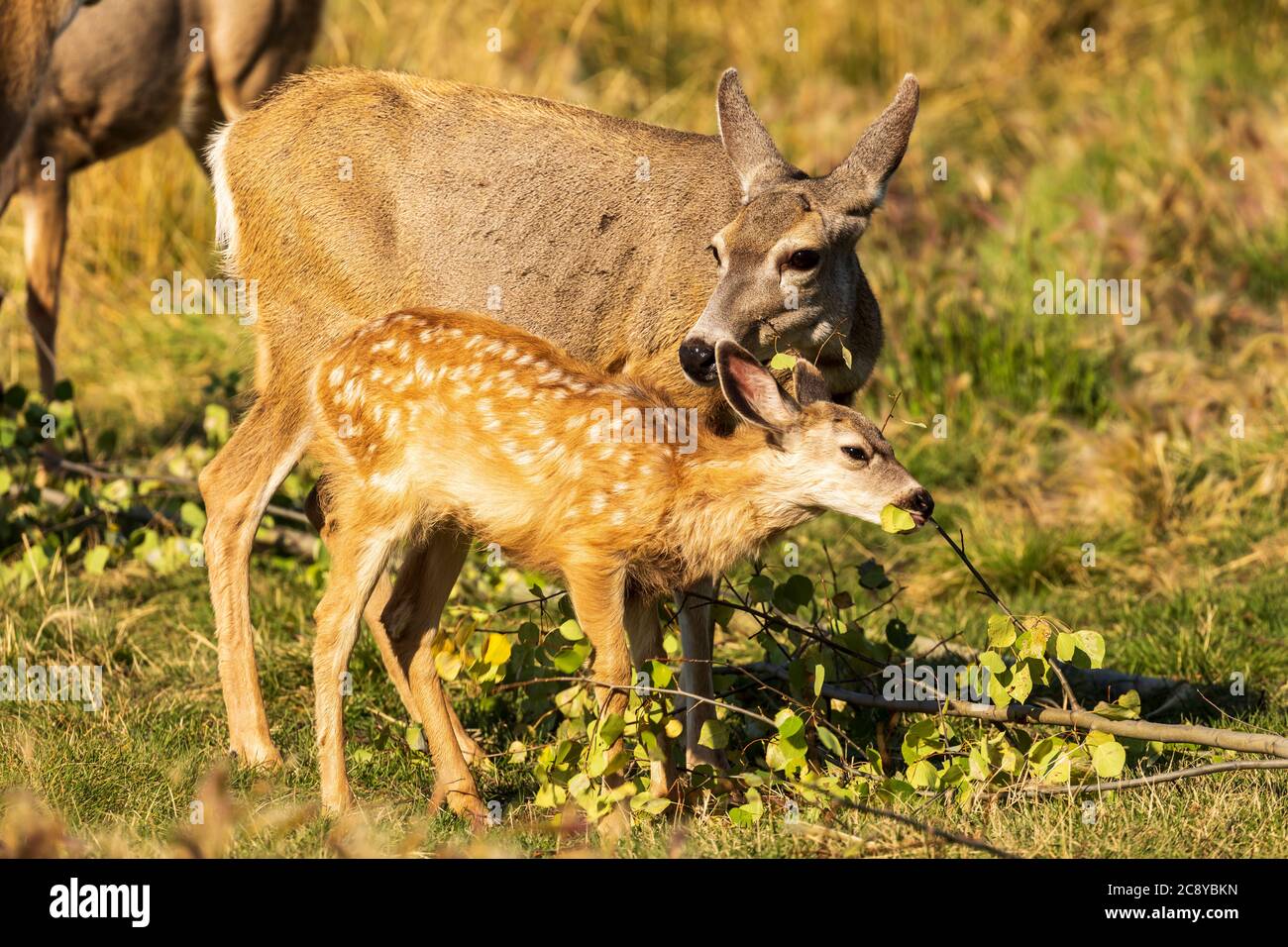 Mule Deer (Odocoileus hemionus) cucito a Yukon, Canada Foto Stock