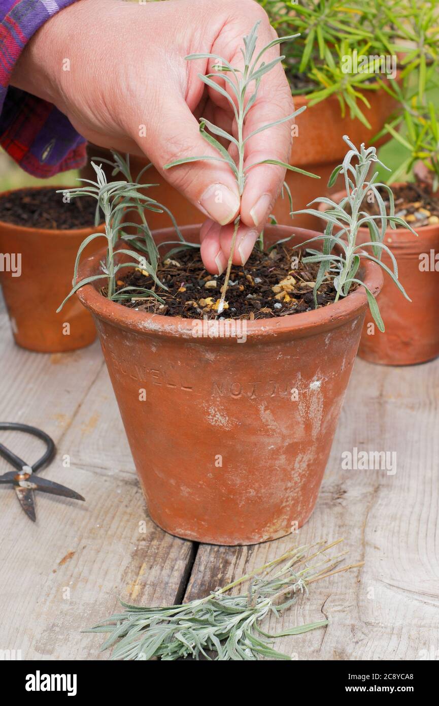 Talee di piante da Lavandula angustifolia. Prendendo i tagli dalle piante di lavanda mettendo i gambi rifilati intorno ai bordi di una pentola. REGNO UNITO Foto Stock