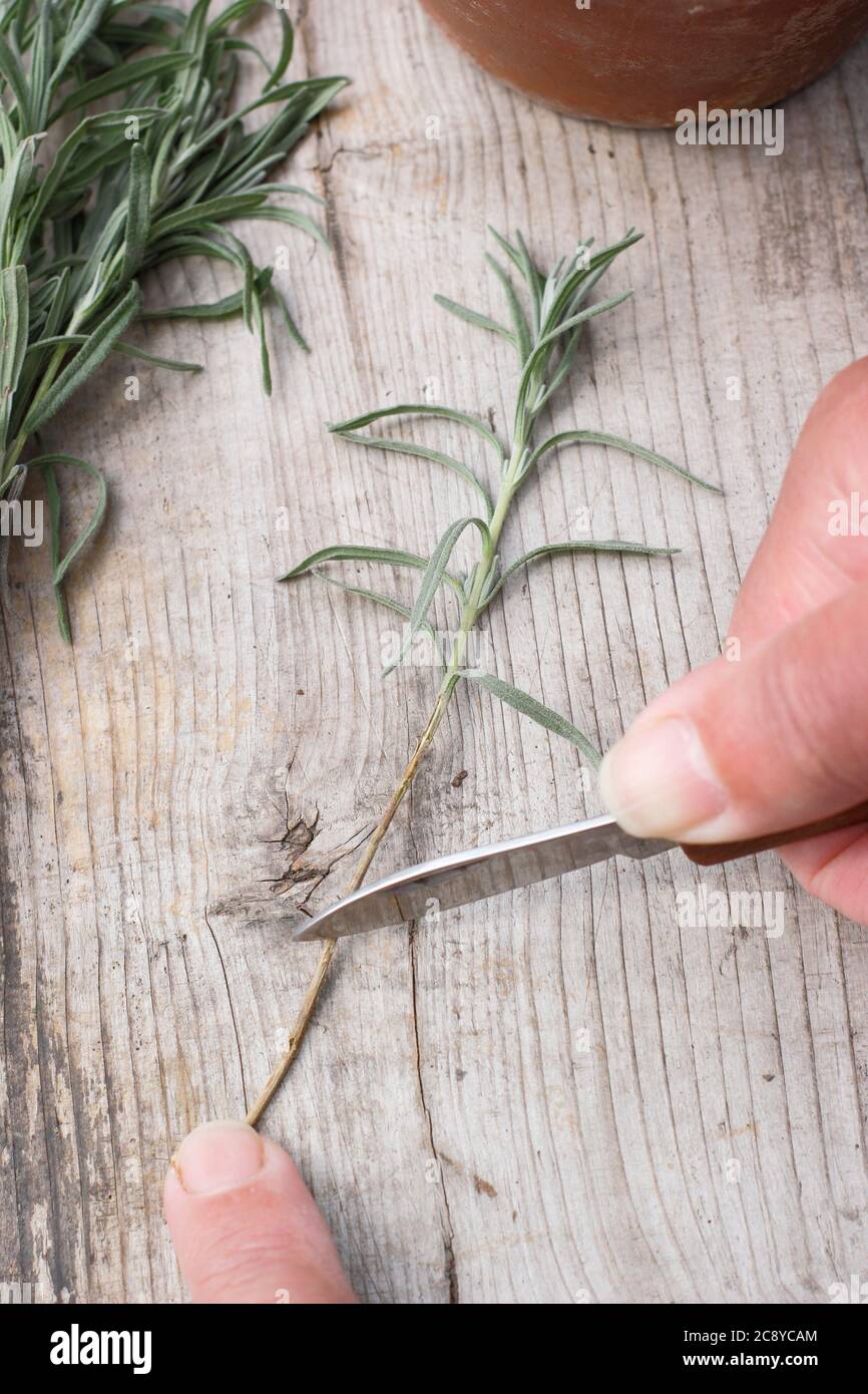 Talee di piante da Lavandula angustifolia. Prendendo talee da piante di lavanda tagliando la base di un gambo sotto un nodo di foglia. Foto Stock