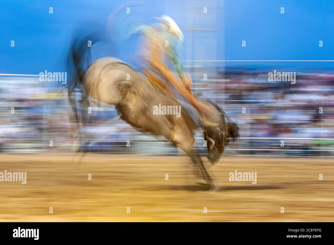 Cowboy a cavallo di strappi, saddle bronc riding concorrenza, Rodeo de Santa Fe, New Mexico USA Foto Stock