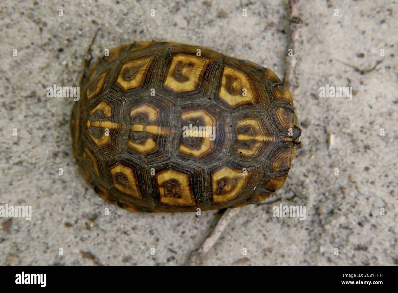 Una tartaruga della scatola orientale (Terrapene carolina) prende riparo all'interno della sua conchiglia mentre viaggia attraverso una superficie sabbiosa. Foto Stock
