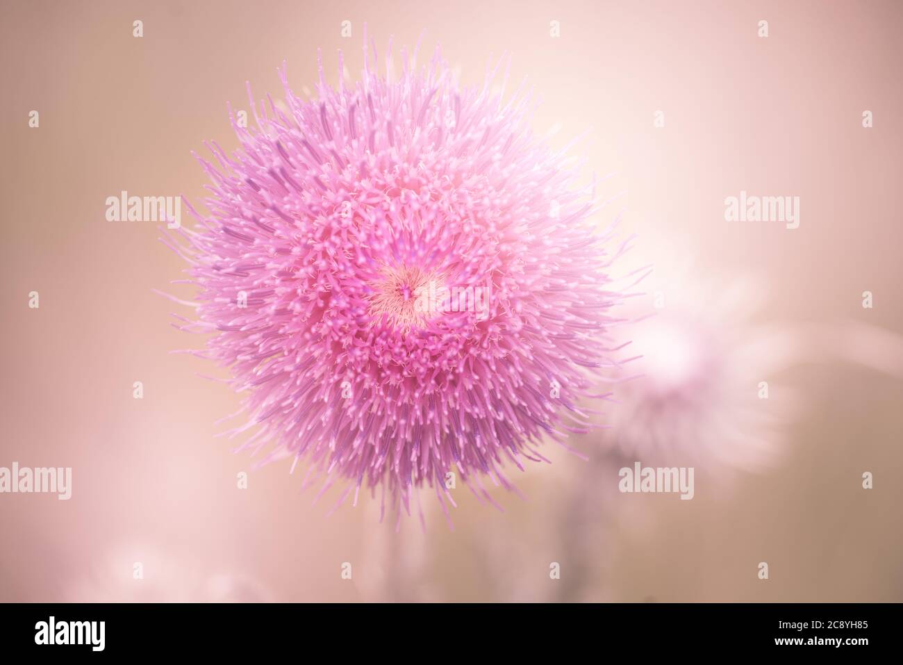 Primo piano di un bel fiore rosa mimosa su un sfondo sfocato Foto Stock