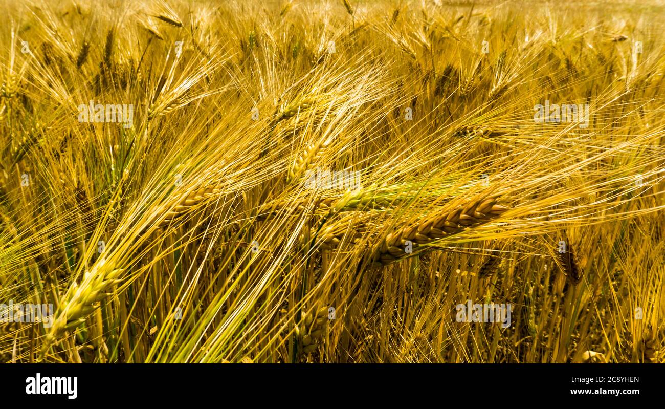closeup di pianta di orzo in estate Foto Stock