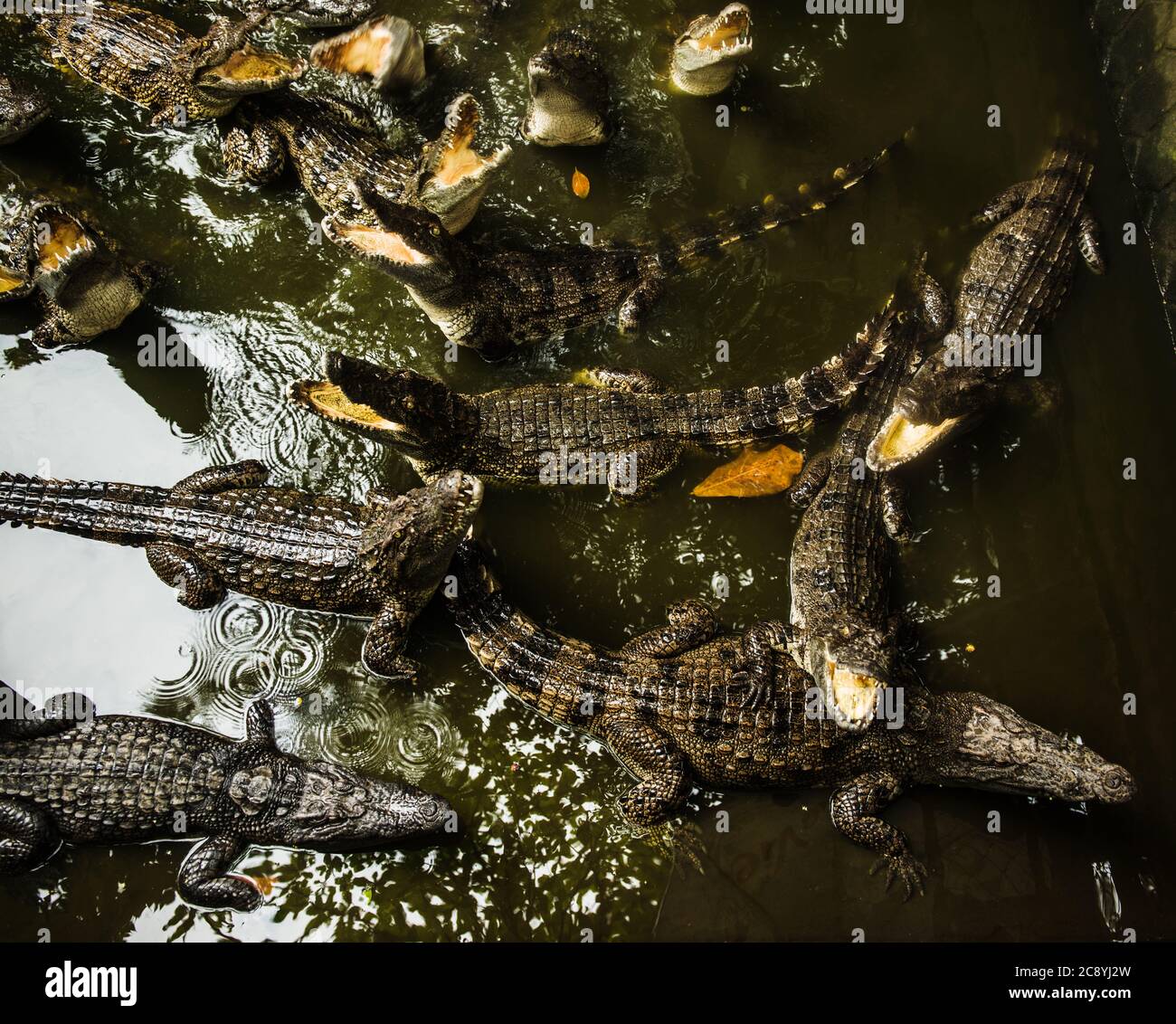 Palude di coccodrilli in Vietnam, Sud-est asiatico Foto Stock
