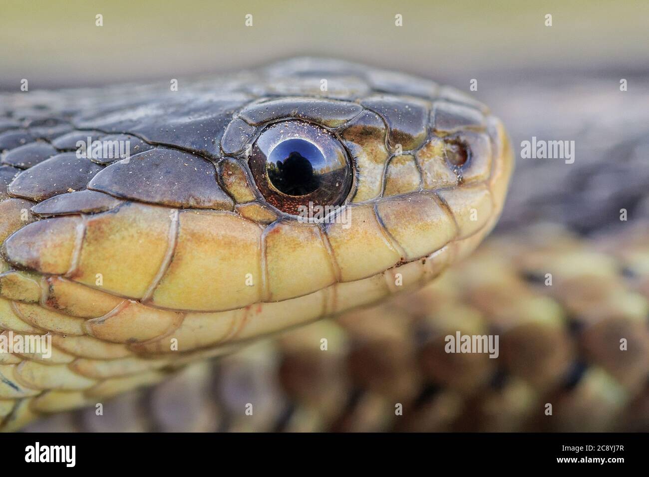 Un ritratto di un grande serpente di Garter. Foto Stock