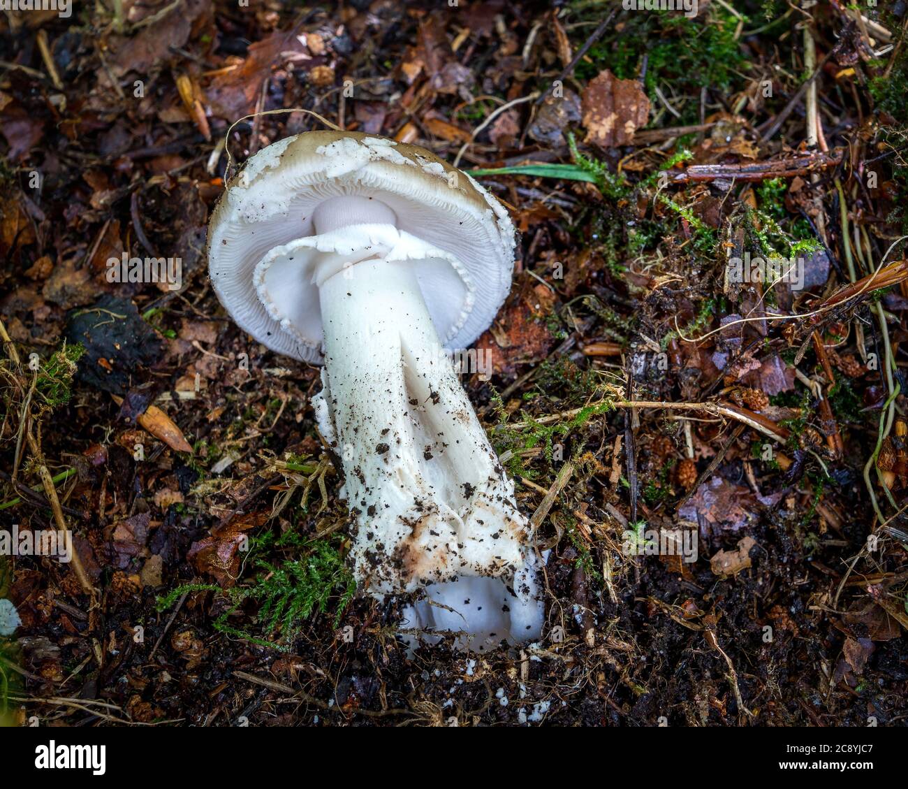 Amanita phalloides o il cappuccio di morte, un fungo molto velenoso Foto Stock