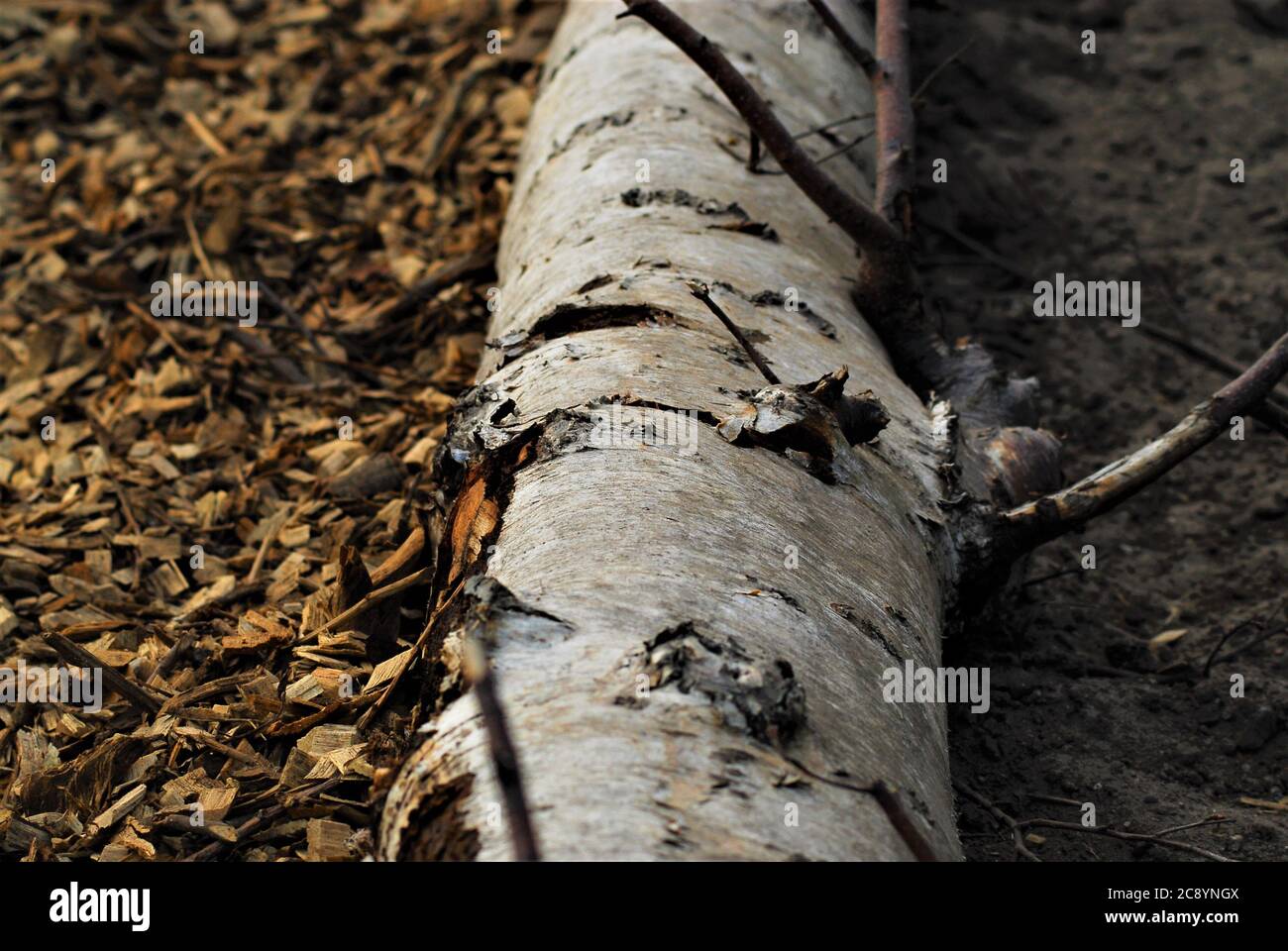 Tronco di betulla sul terreno tra trucioli di legno e sabbia Foto Stock
