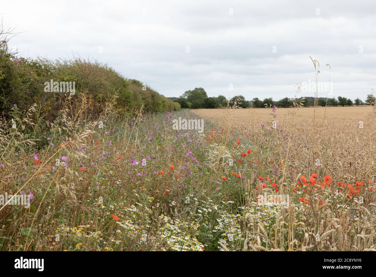 Margini del campo pieni di fiori selvatici a Norfolk, Inghilterra, Regno Unito Foto Stock