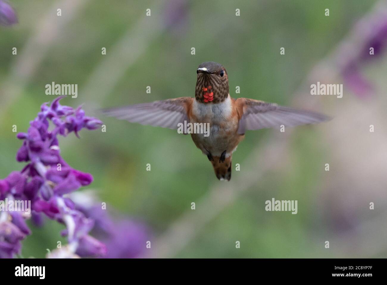 L'adorabile uccello di Hummingbird di Anna si sposta vicino a un salvia blu di fiori selvatici per estrarre il nettare dal fiore con le ali sparse. Foto Stock