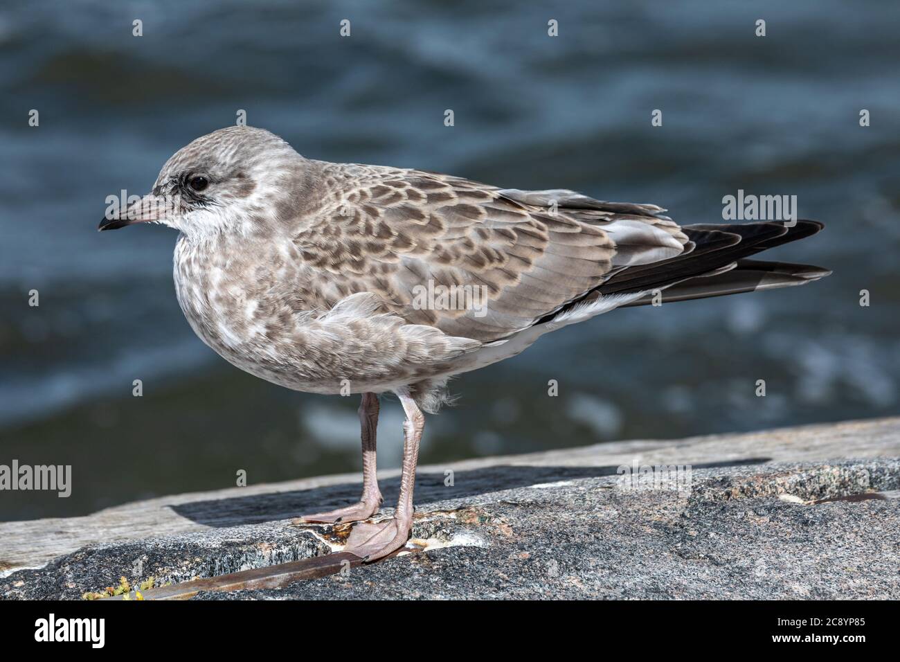 Giovane obiettivo comune (Larus canus) perching dal mare Foto Stock