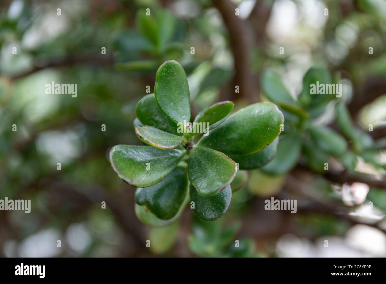 Closeup di foglie di Crassula ovata, pianta comunemente conosciuta come pianta di giada, pianta fortunata, pianta di denaro o albero di denaro Foto Stock