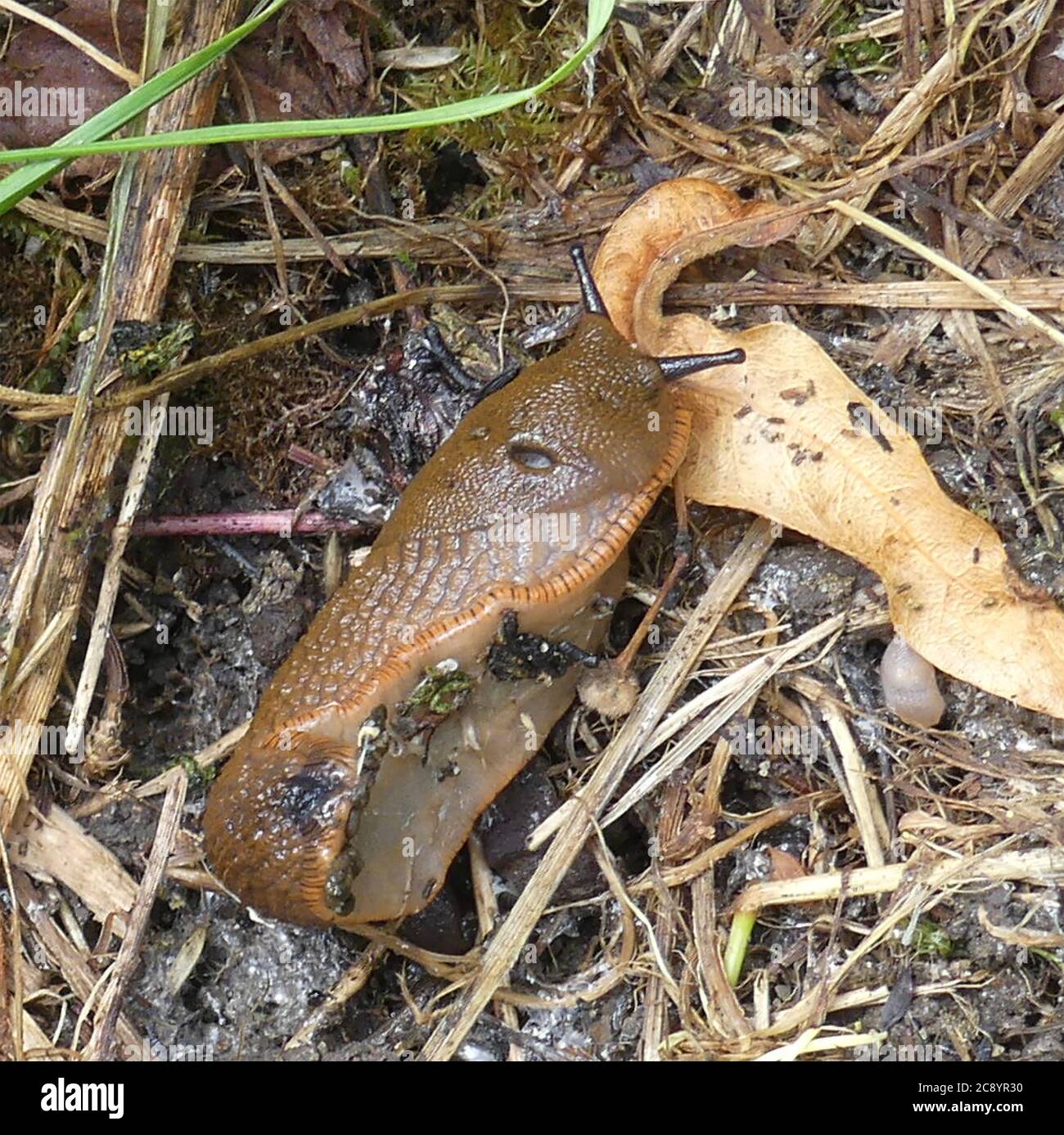 Il CUPO SLUG Arion subfuscus Foto: Tony Gale Foto Stock