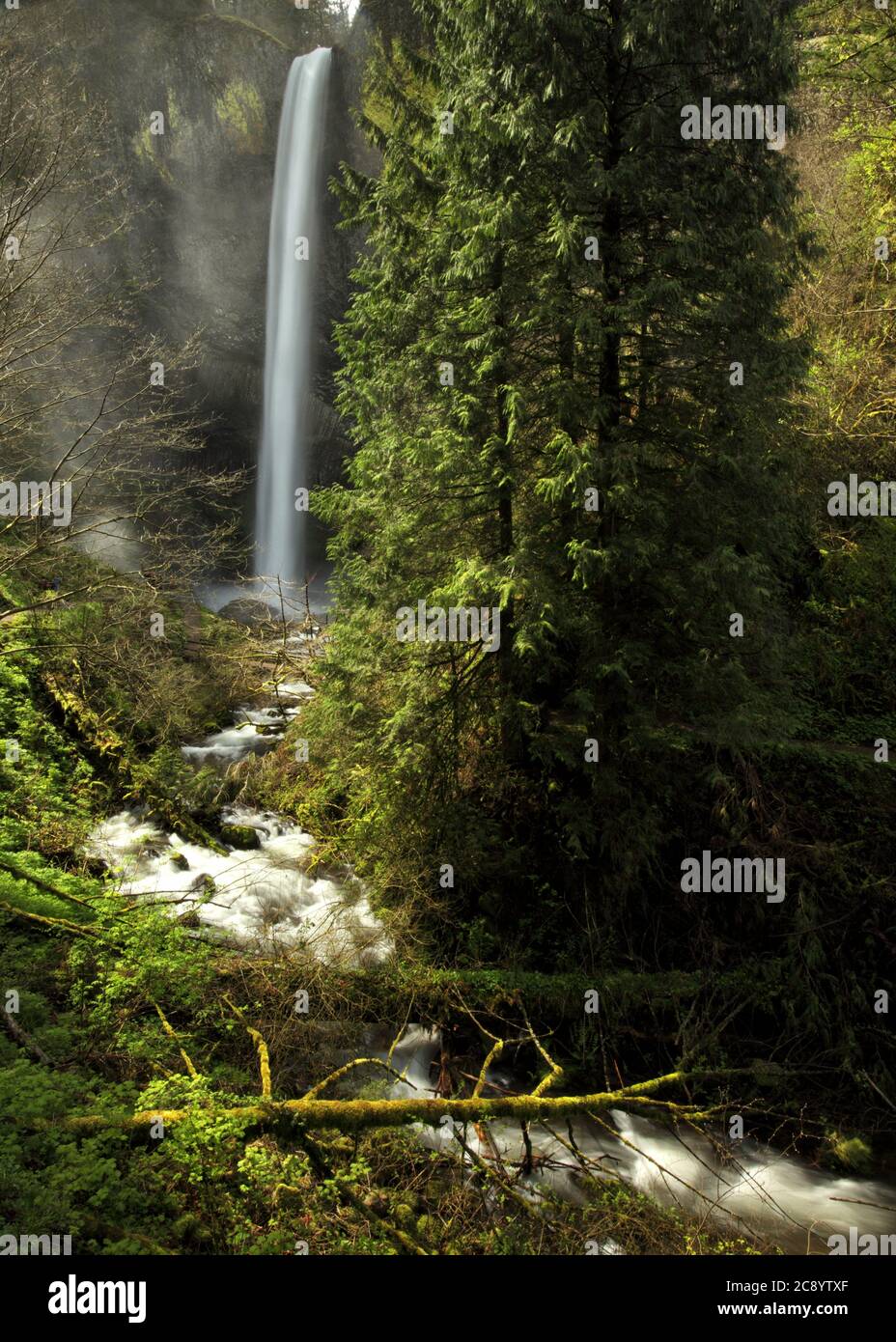 L'acqua scorre attraverso la lussureggiante vegetazione nel torrente creato dalle cascate Latourell nella gola del fiume columbia, in Oregon, USA Foto Stock