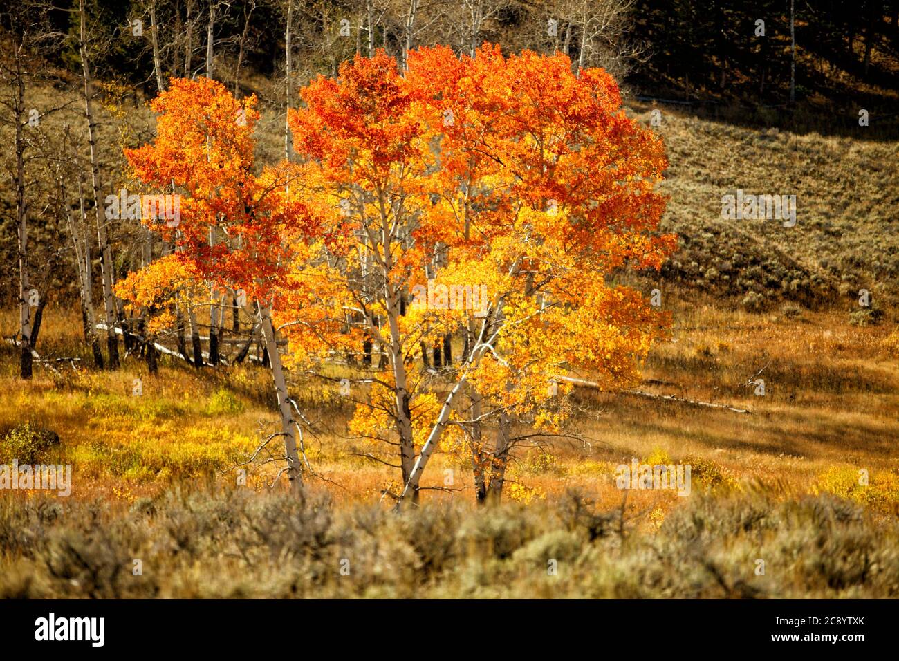 Una foresta di alberi di Aspen durante l'autunno nel Parco Nazionale di Yellowstone. Il terreno è coperto di lettiera foglia e caduto morto come il mare crescente Foto Stock