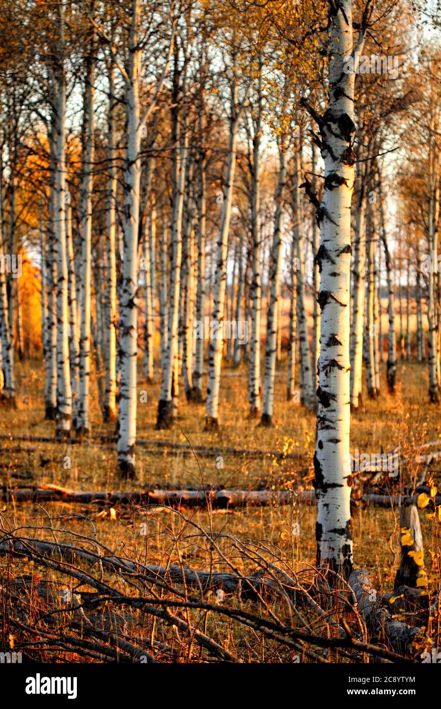 Una foresta di alberi di Aspen durante l'autunno Idaho. Il circuito integrato di terra coperto di lettiera foglia e morto cadono come la stagione crescente termina. Foto Stock