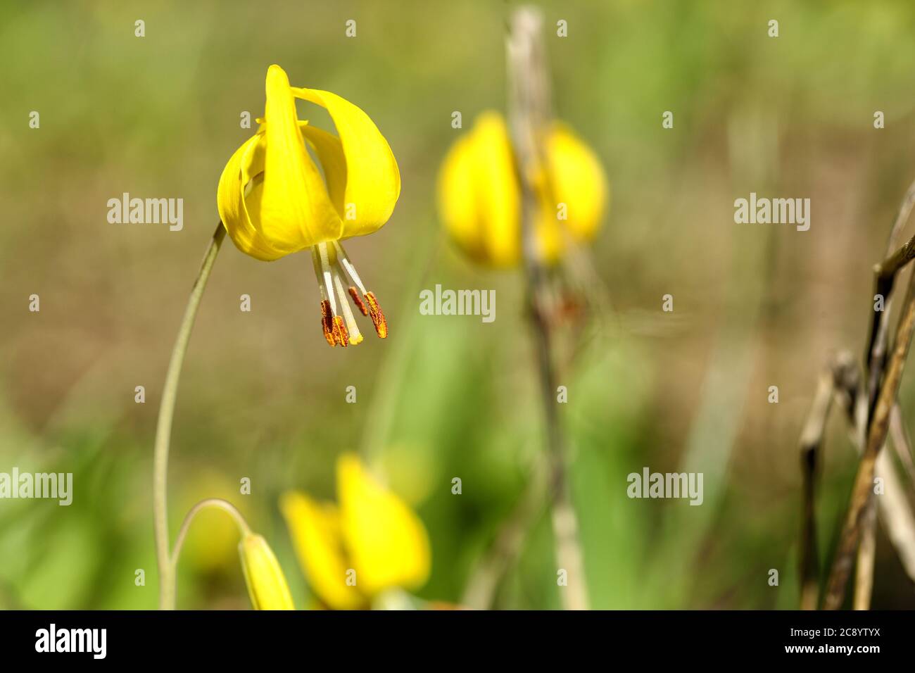 Giglio del Ghiacciaio giallo brillante, Erythronium grandiflorum, conosciuto anche come giglio giallo Avalanche, giglio giallo, Violetto giallo dentifricio, Giglio del Ghiacciaio bl Foto Stock