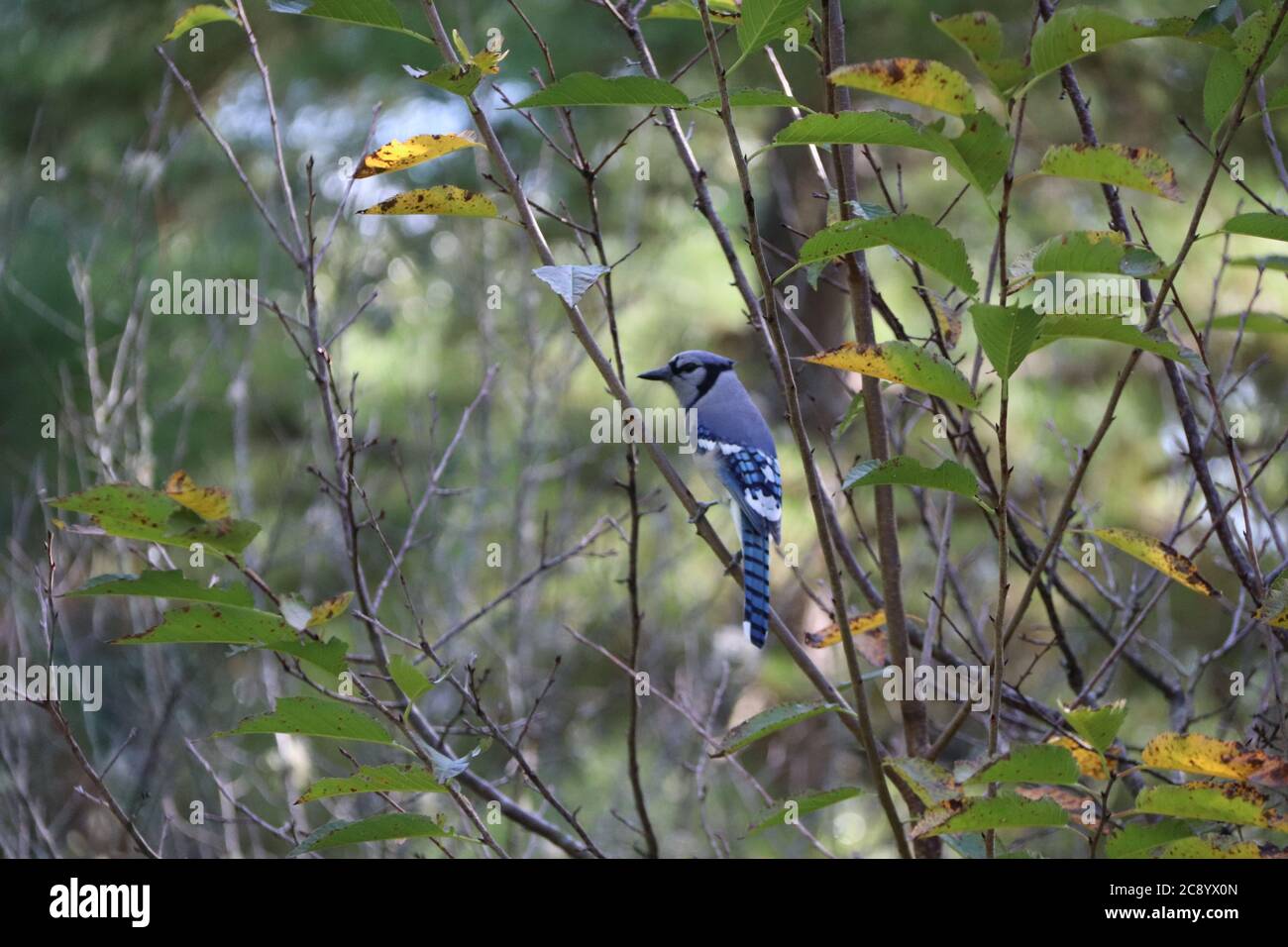 Una giara blu solita appollaiata in un albero Foto Stock