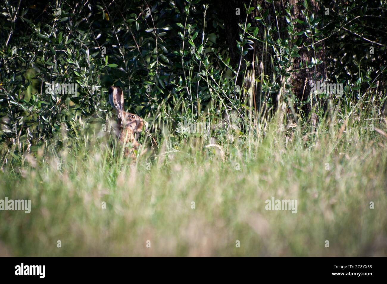 La lepre selvaggia si affaccia intorno nell'erba alta. La fauna selvatica in Italia Foto Stock