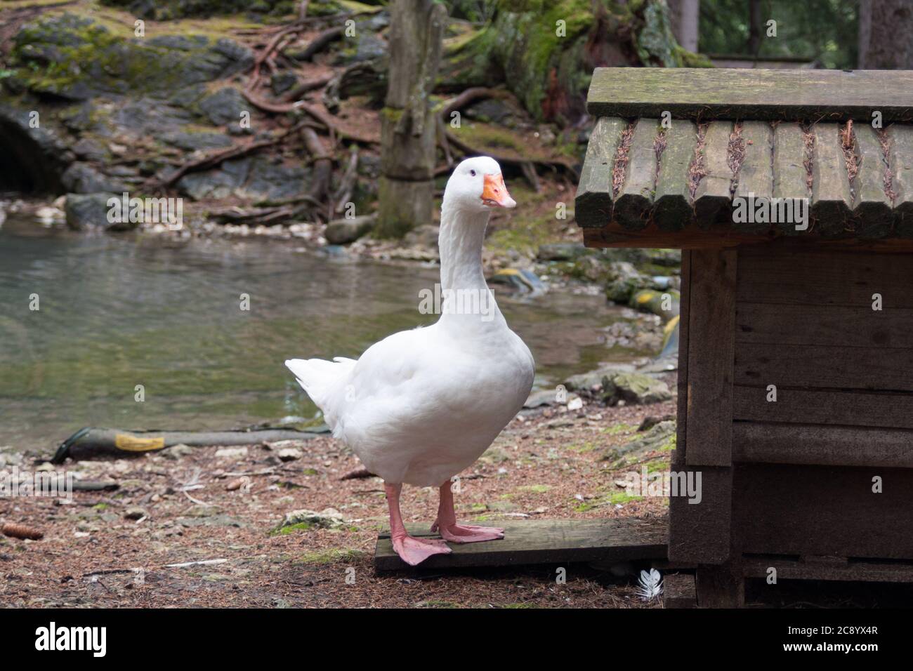 Bella oca bianca vicino a uno stagno in un parco di montagna, in Italia Foto Stock