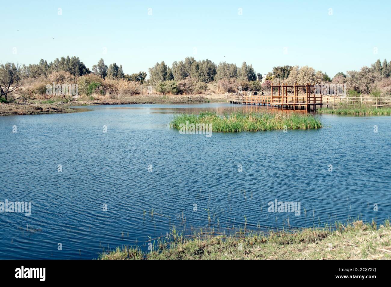 Una piscina d'acqua dolce e gli alberi nella riserva delle paludi Azraq e oasi nel deserto orientale della regione Badia nel regno hashemita della Giordania. Foto Stock