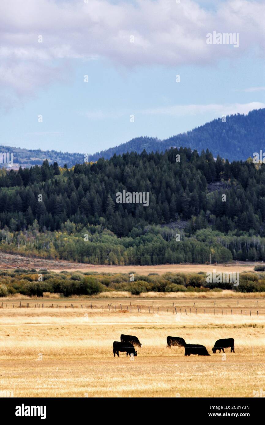 Alimentazione di bestiame su terra aperta di gamma in montagna. Foto Stock