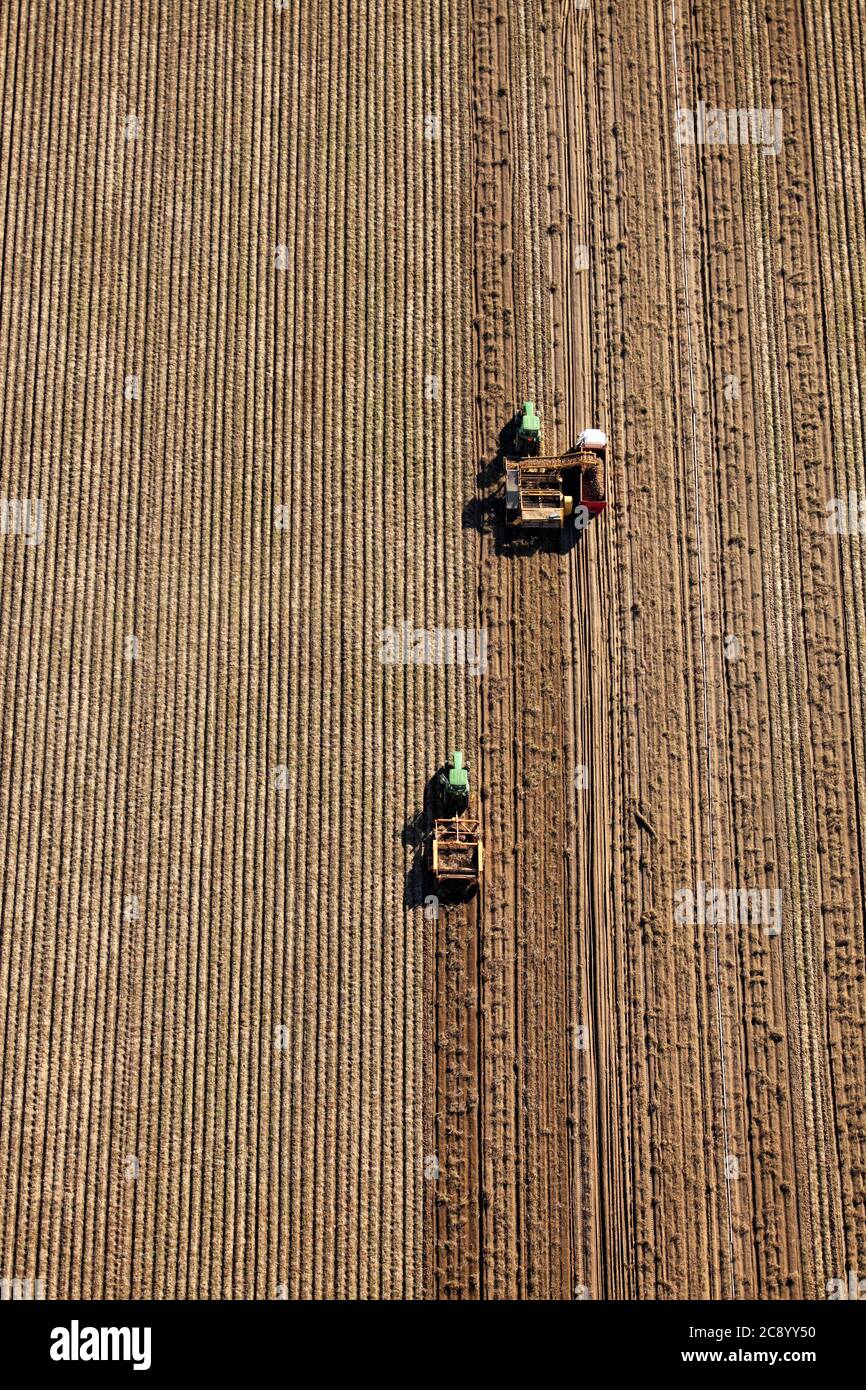 Una vista aerea degli agricoltori e delle mani di campo che usavano macchinari agricoli nel campo per raccogliere le patate. Le patate a Foto Stock
