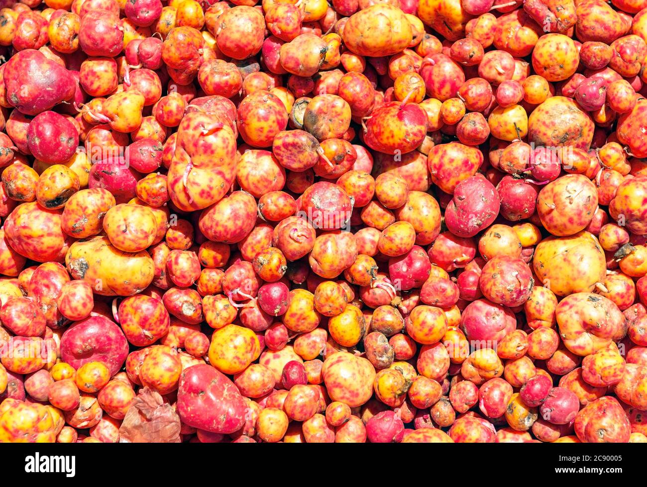 Olluco (Ulluco tuberosus) melloco o papà lisa, tubero delle Ande di Ecuador, Perù e Bolivia. Mercato vegetale di Quito, Ecuador. Foto Stock