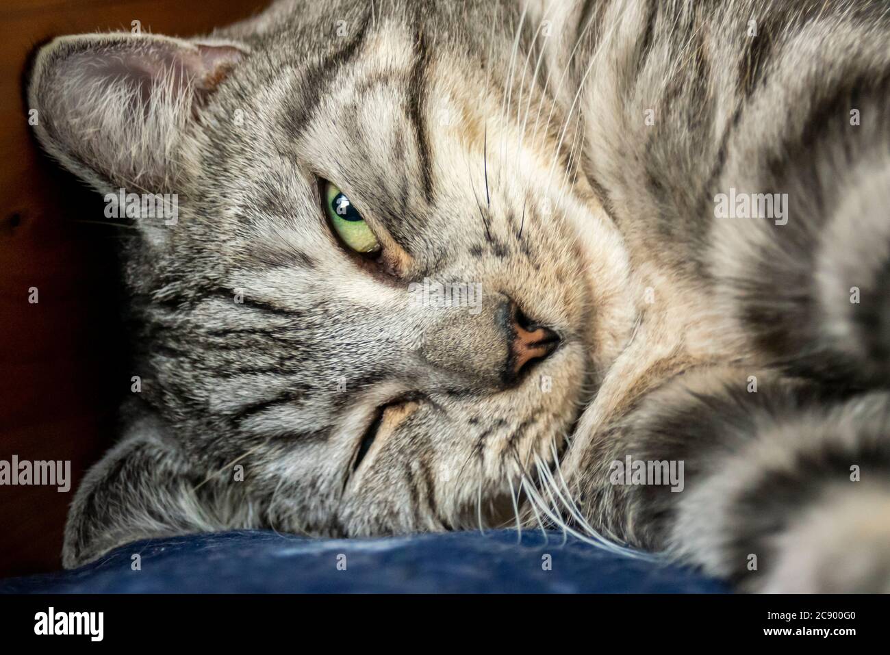 Una croce Tabby domestica a capelli corti con Bengala arricciata svegliarsi dal sonno, con un occhio aperto. Strisce scure e chiare. Striata grigia e bianca Foto Stock