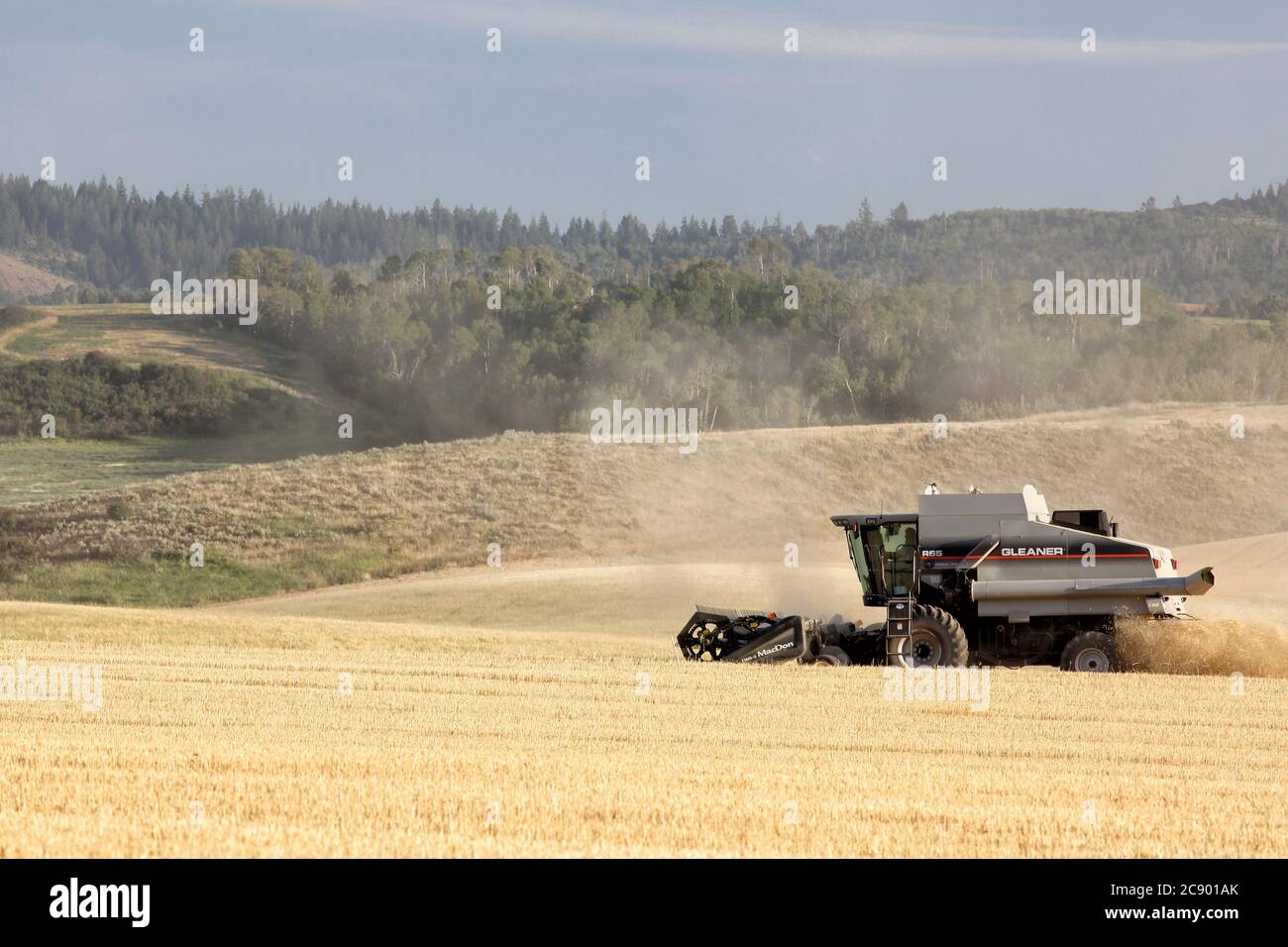 Drummond, Idaho, USA 8 agosto 2016 macchine agricole che raccolgono grano nei fertili campi agricoli dell'Idaho. Foto Stock