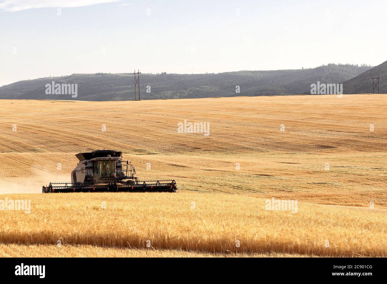 Ririe, Idaho, USA 8 agosto 2016 UN coltivatore in una mietitrebbia che raccoglie grano nei fertili campi agricoli dell'Idaho. Foto Stock