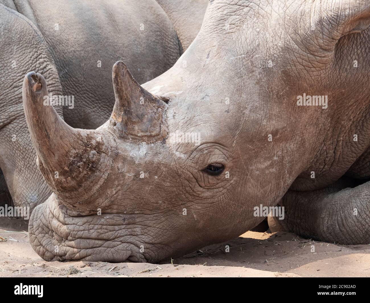 Un rhinoceros bianco meridionale adulto, Ceratotherium simum simum, custodito nel Parco Nazionale di Mosi-oa-Tunya, Zambia. Foto Stock