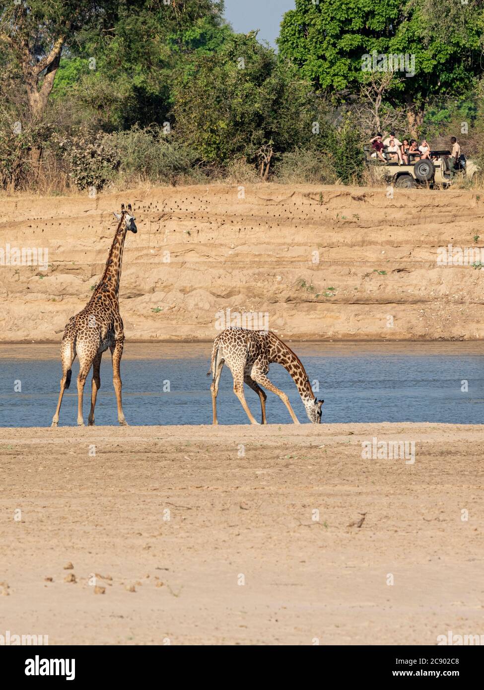 Un paio di giraffe di Thornicroft, Giraffa camelopardalis thornicrofti, South Luangwa National Park, Zambia. Foto Stock